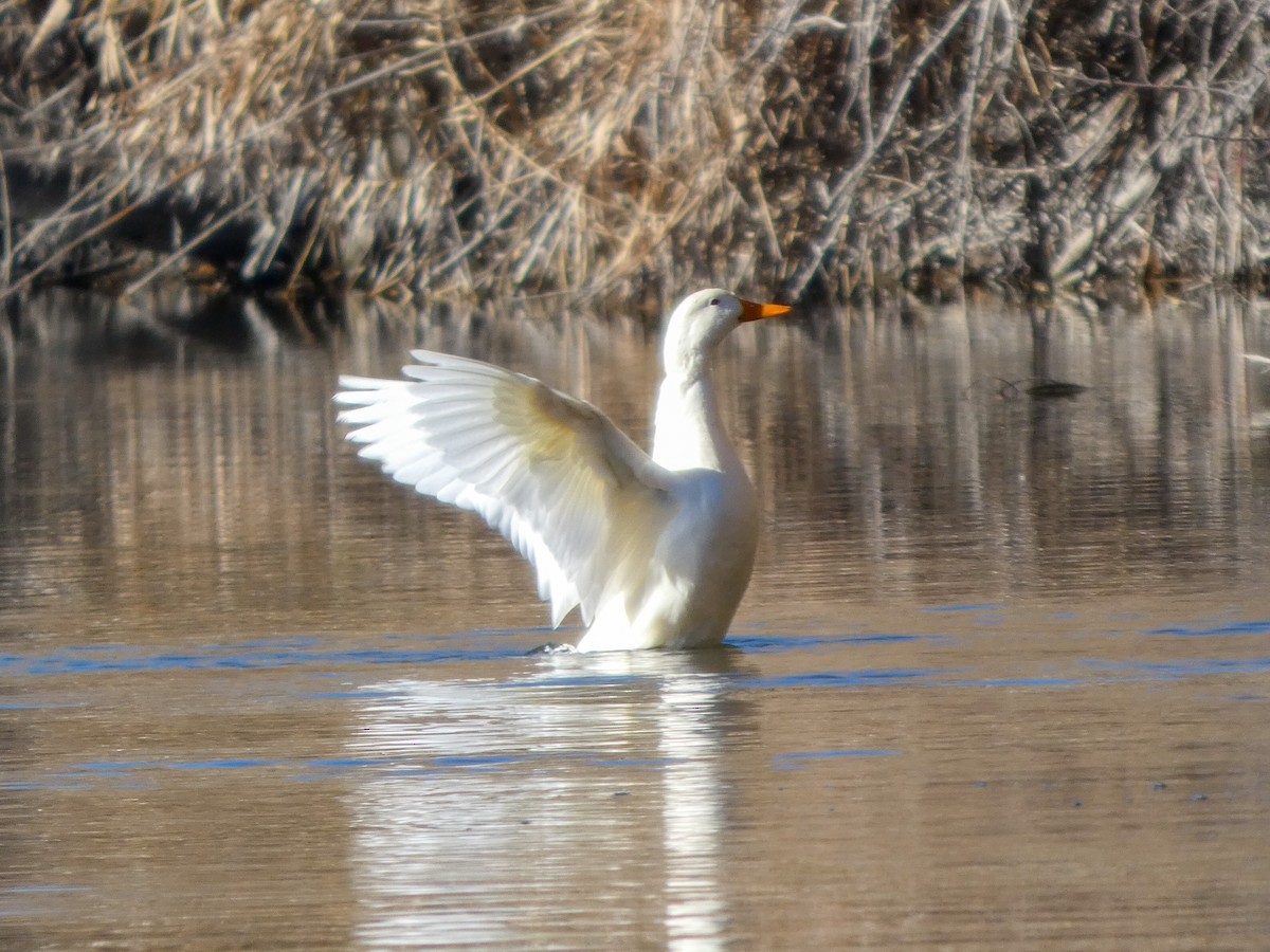 Mallard (Domestic type) - ML646976025
