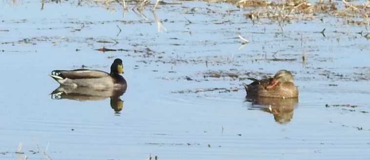 Mallard - ML646976026