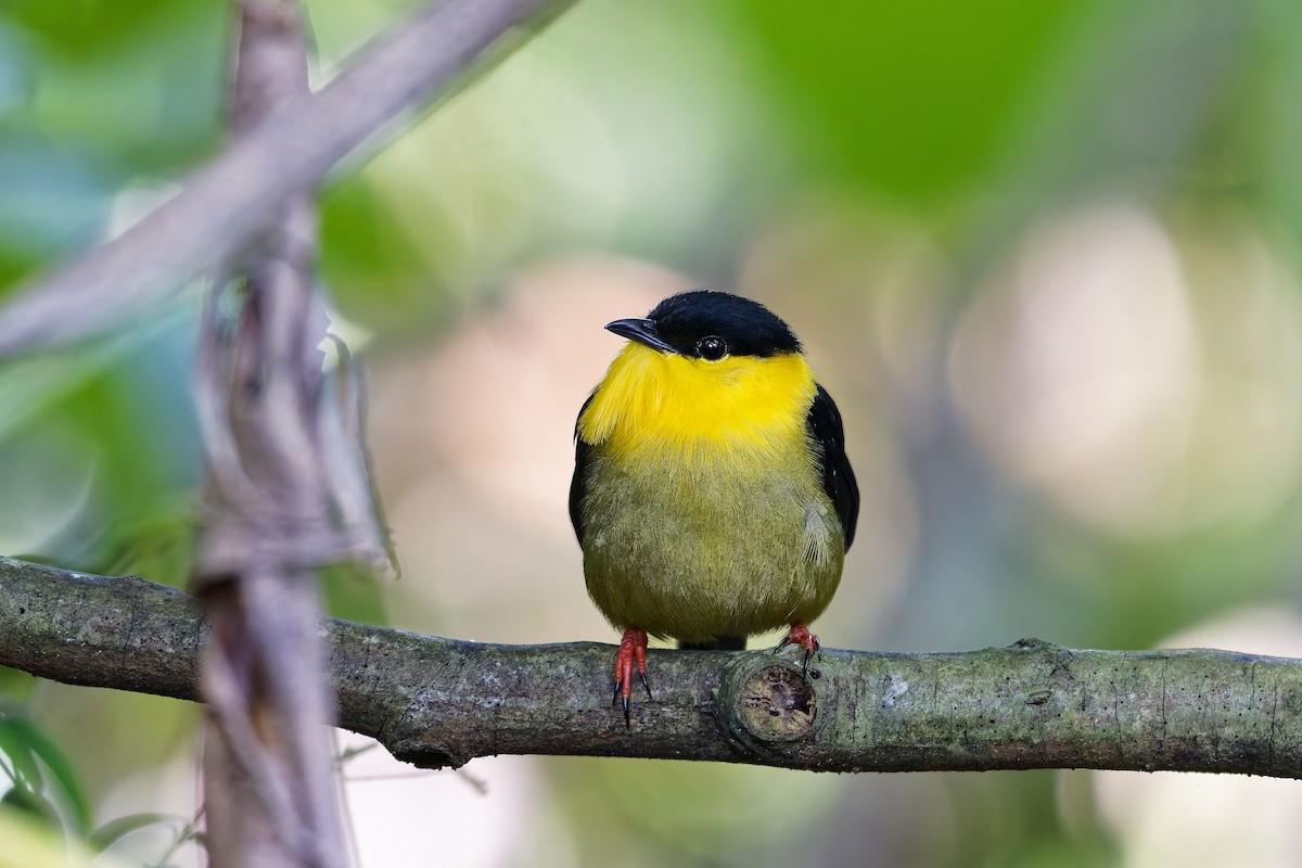 Golden-collared Manakin - ML646976027