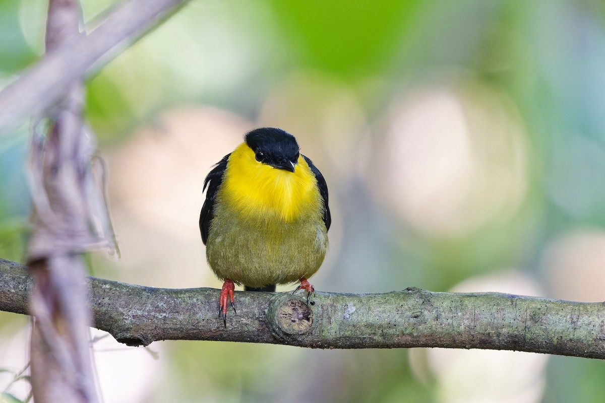 Golden-collared Manakin - ML646976028
