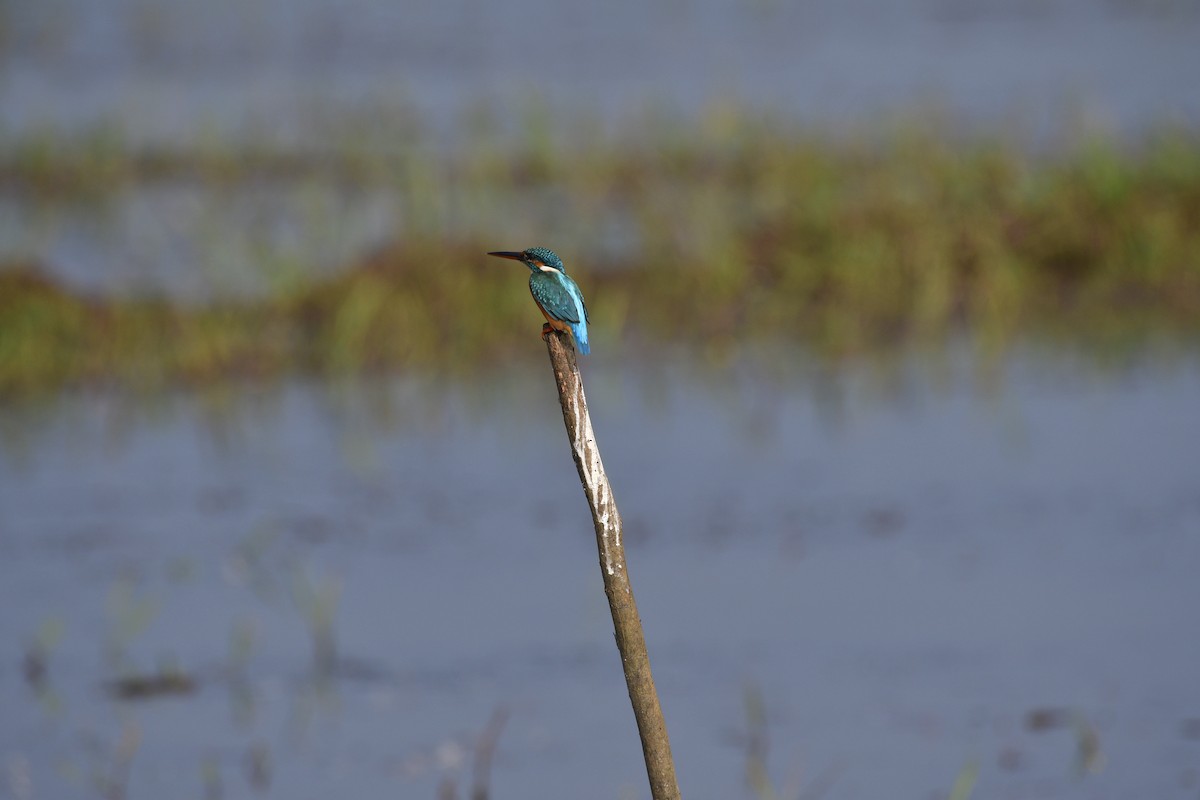 Common Kingfisher - ML646976030