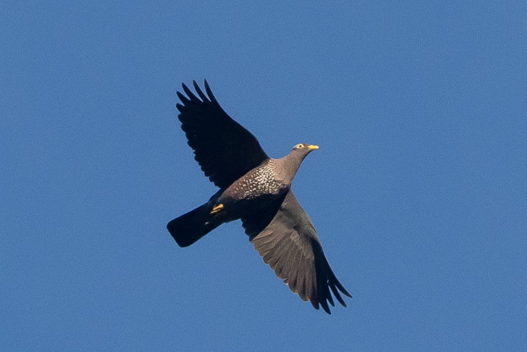 Rameron Pigeon - ML646976031