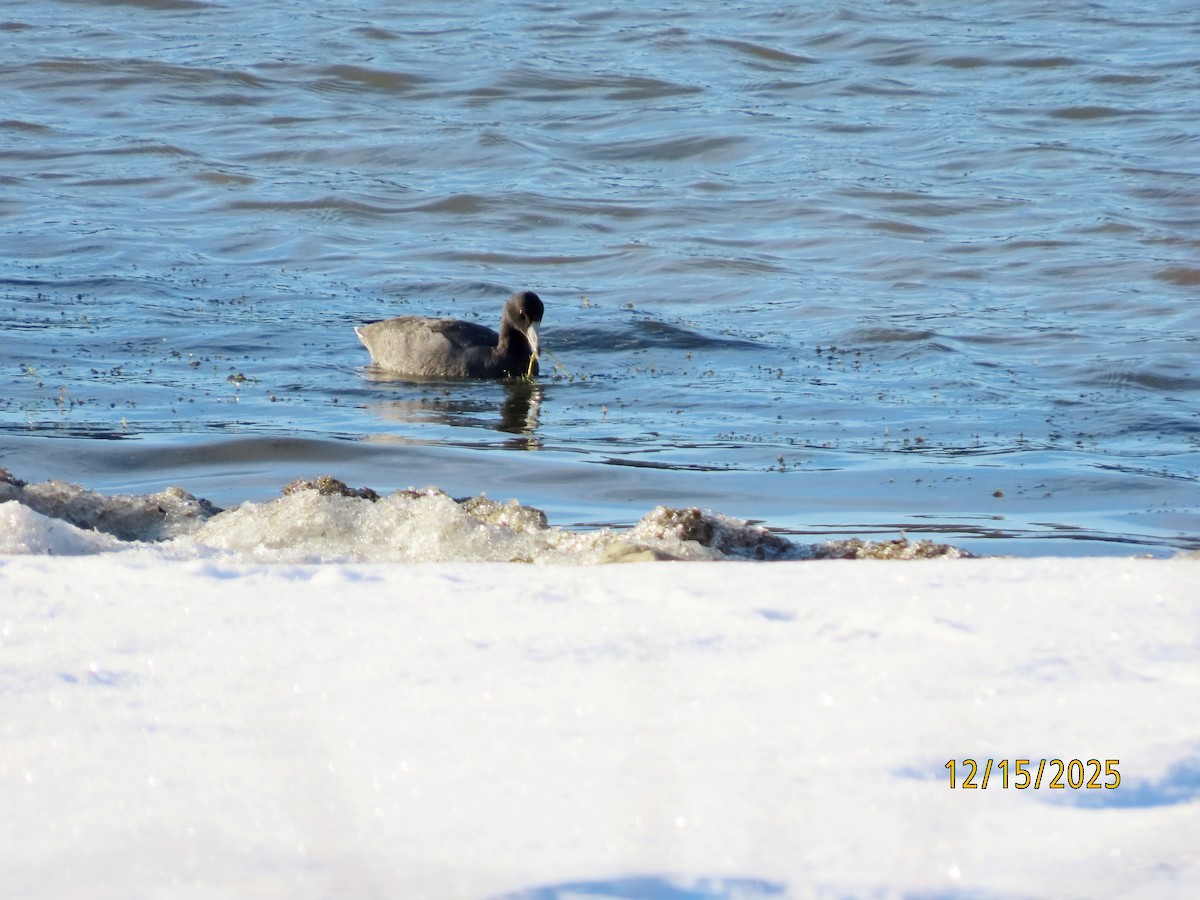 American Coot - ML646976035
