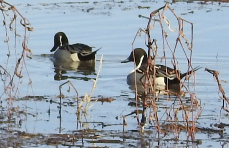 Northern Pintail - ML646976037