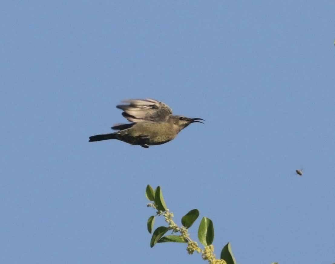 Arabian Sunbird - ML646976039