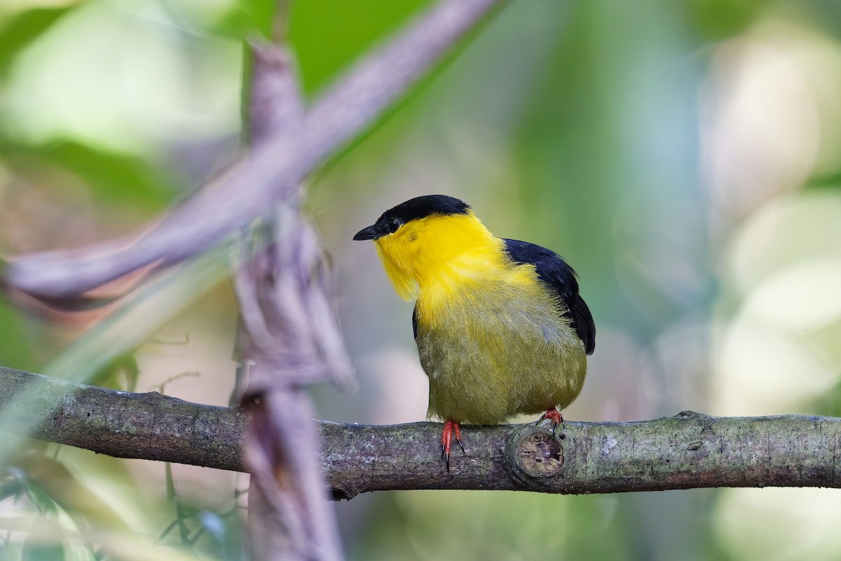 Golden-collared Manakin - ML646976041