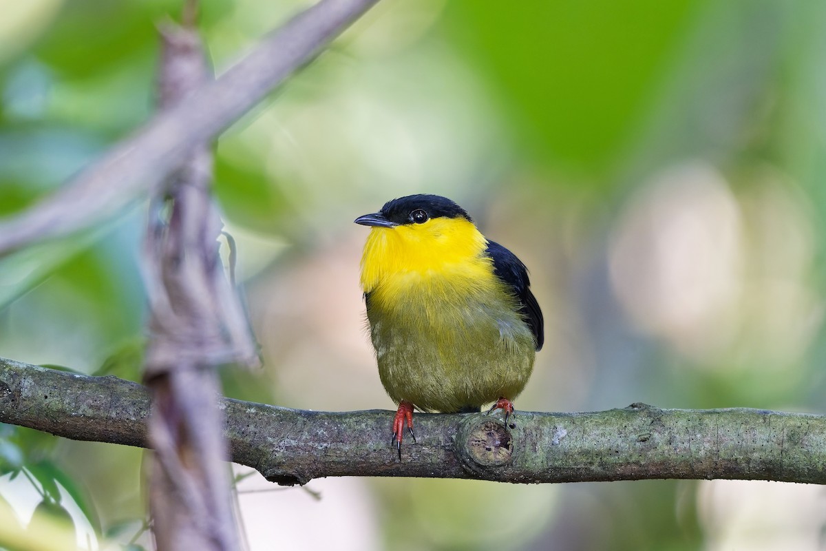 Golden-collared Manakin - ML646976042