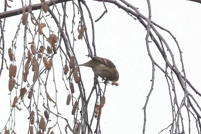 Redpoll - ML646976043