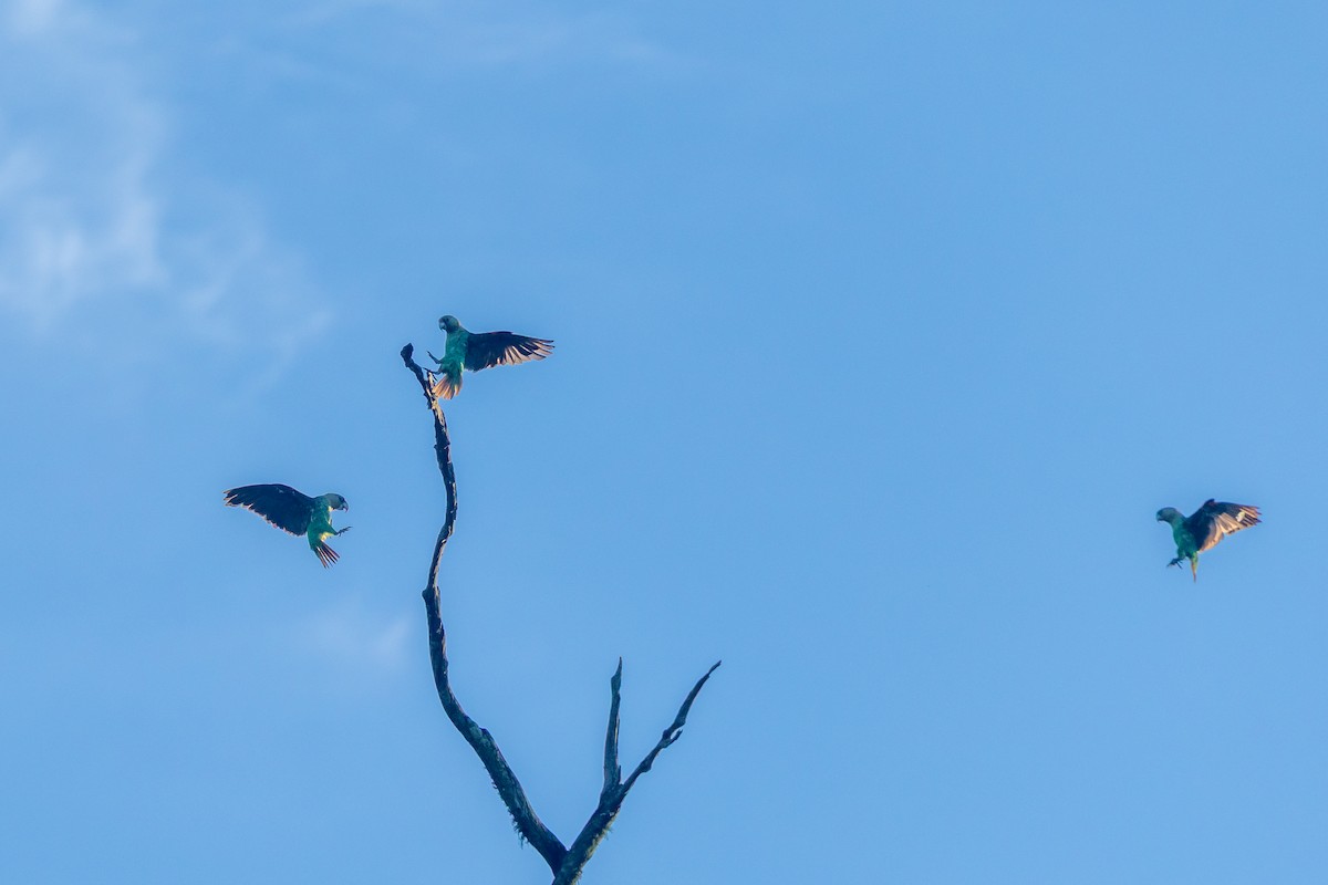 Cape Parrot - ML646976044