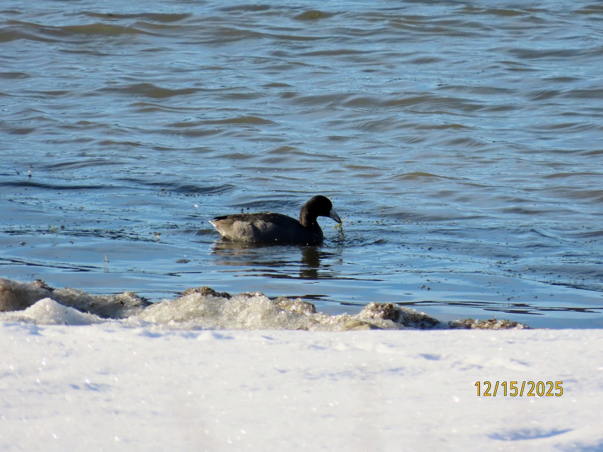 American Coot - ML646976046