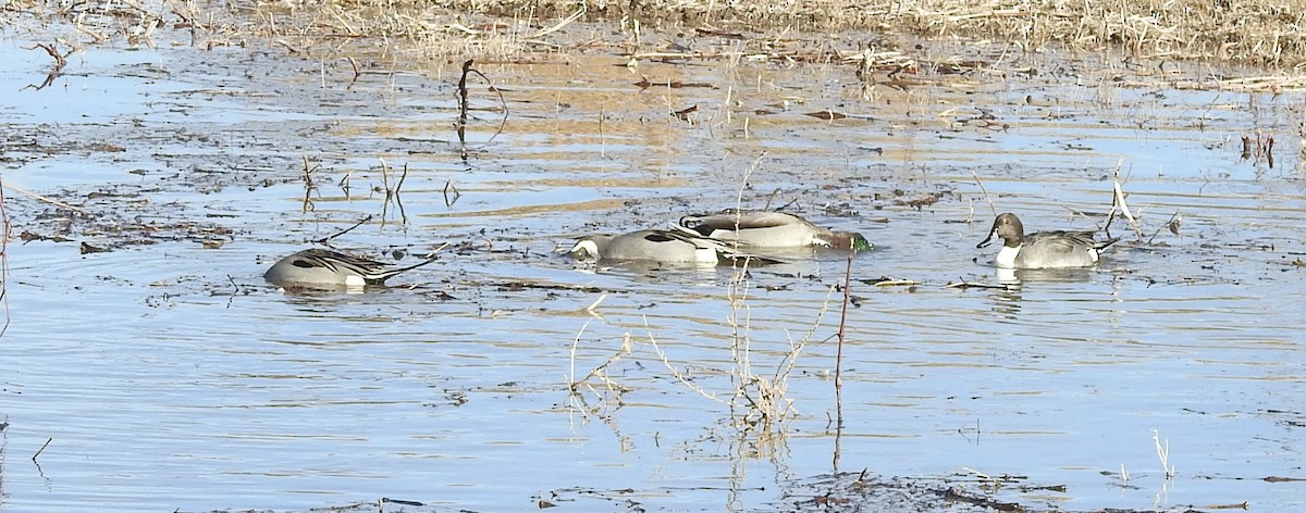 Northern Pintail - ML646976047