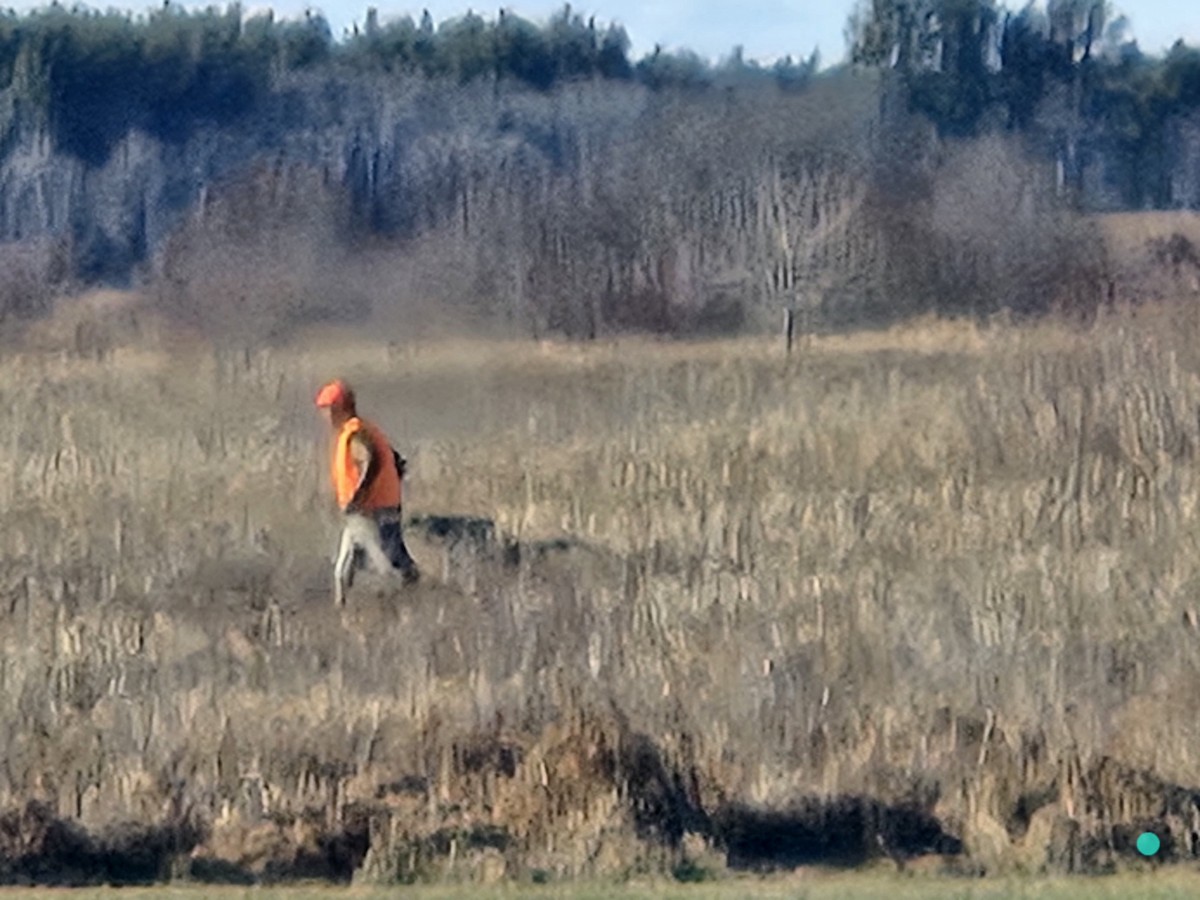 Animals - ML646976048