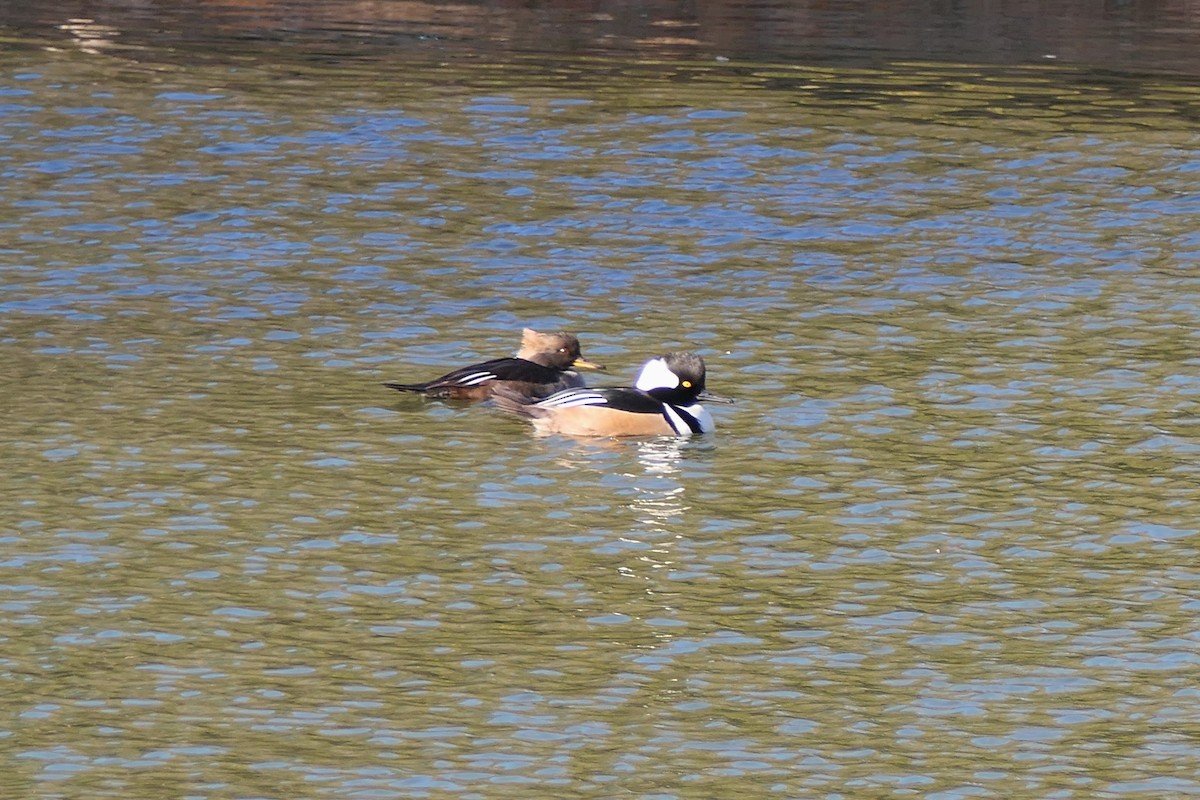 Hooded Merganser - ML646976049