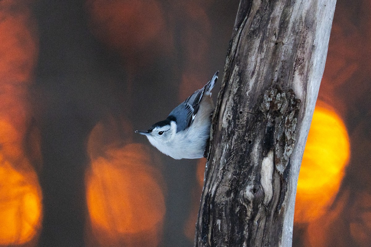 White-breasted Nuthatch - ML646976051