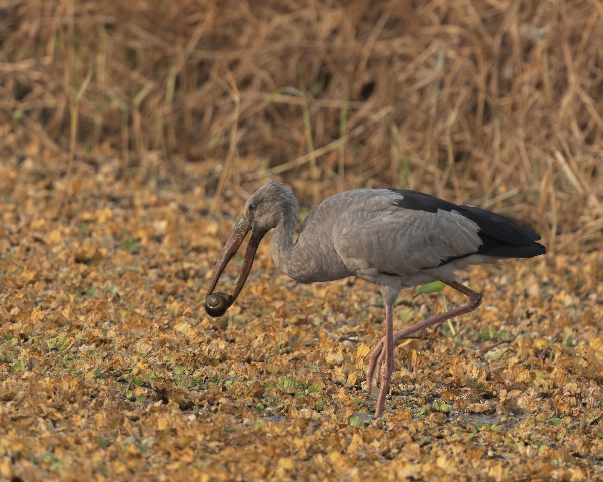 Bec-ouvert indien - ML646976052