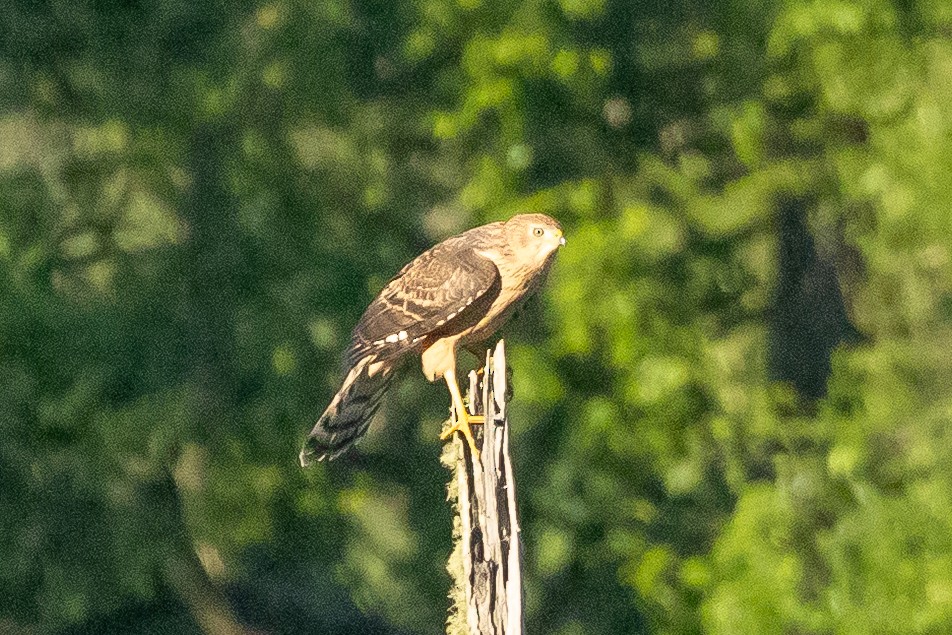 Azor Blanquinegro - ML646976053