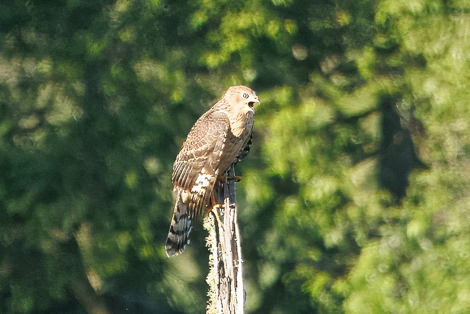 Azor Blanquinegro - ML646976055