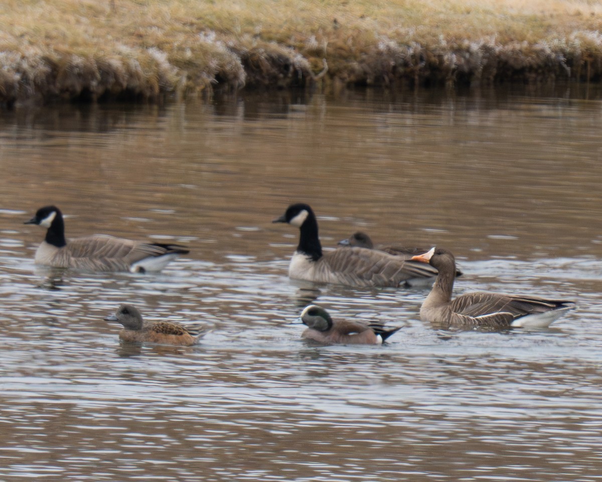 tundragås - ML646976056
