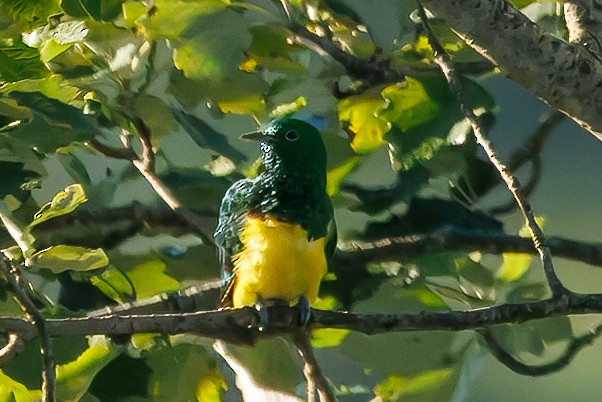 Cuclillo Esmeralda Africano (cupreus) - ML646976058