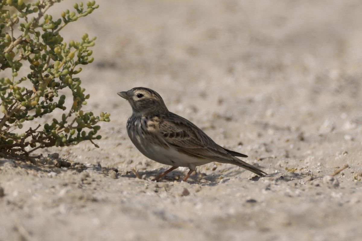 Turkestan Short-toed Lark - ML646976060