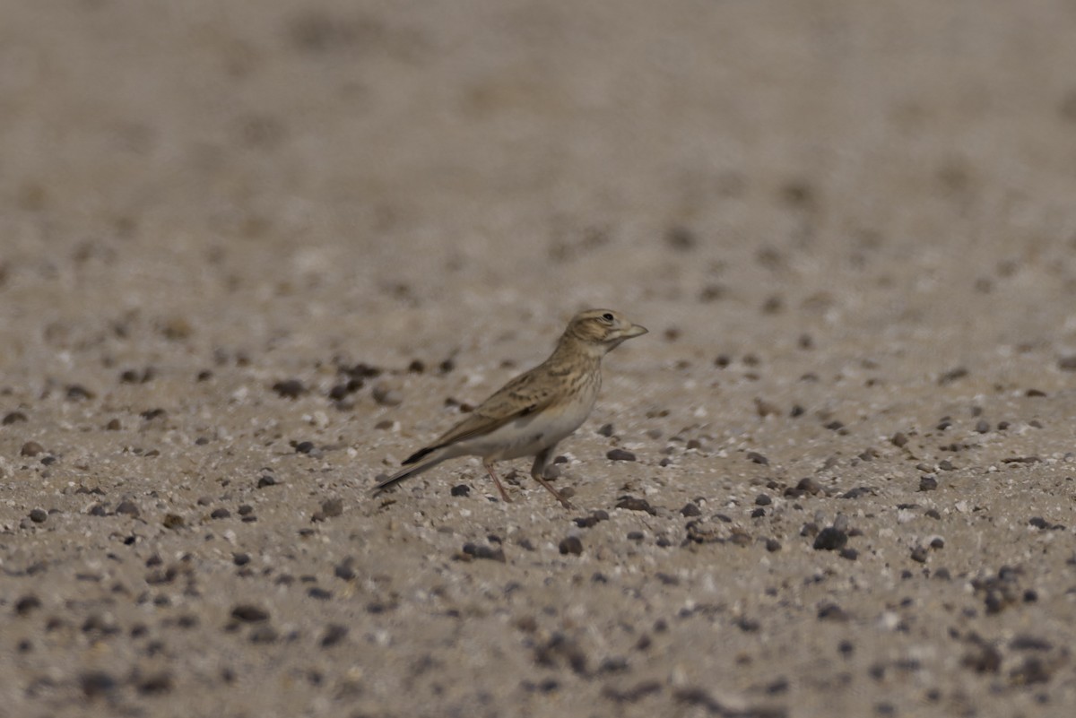 Turkestan Short-toed Lark - ML646976061