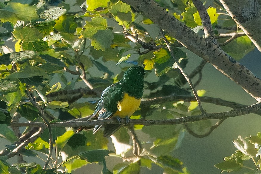 Cuclillo Esmeralda Africano (cupreus) - ML646976062