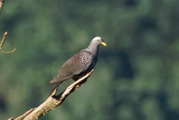 Paloma Ojigualda - ML646976077