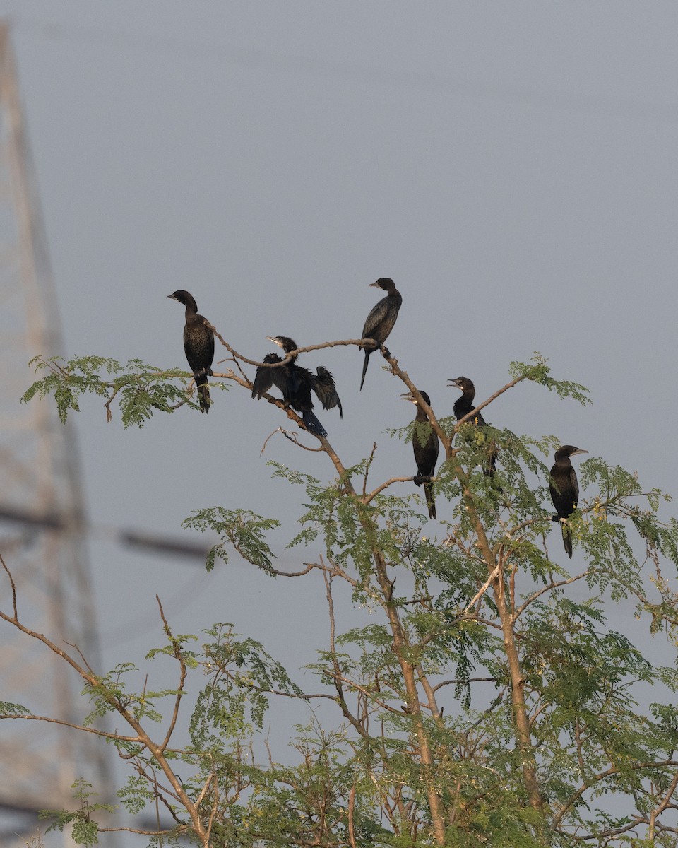 Cormoran de Vieillot - ML646976079