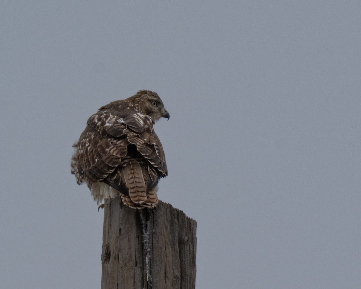 rødstjertvåk - ML646976081