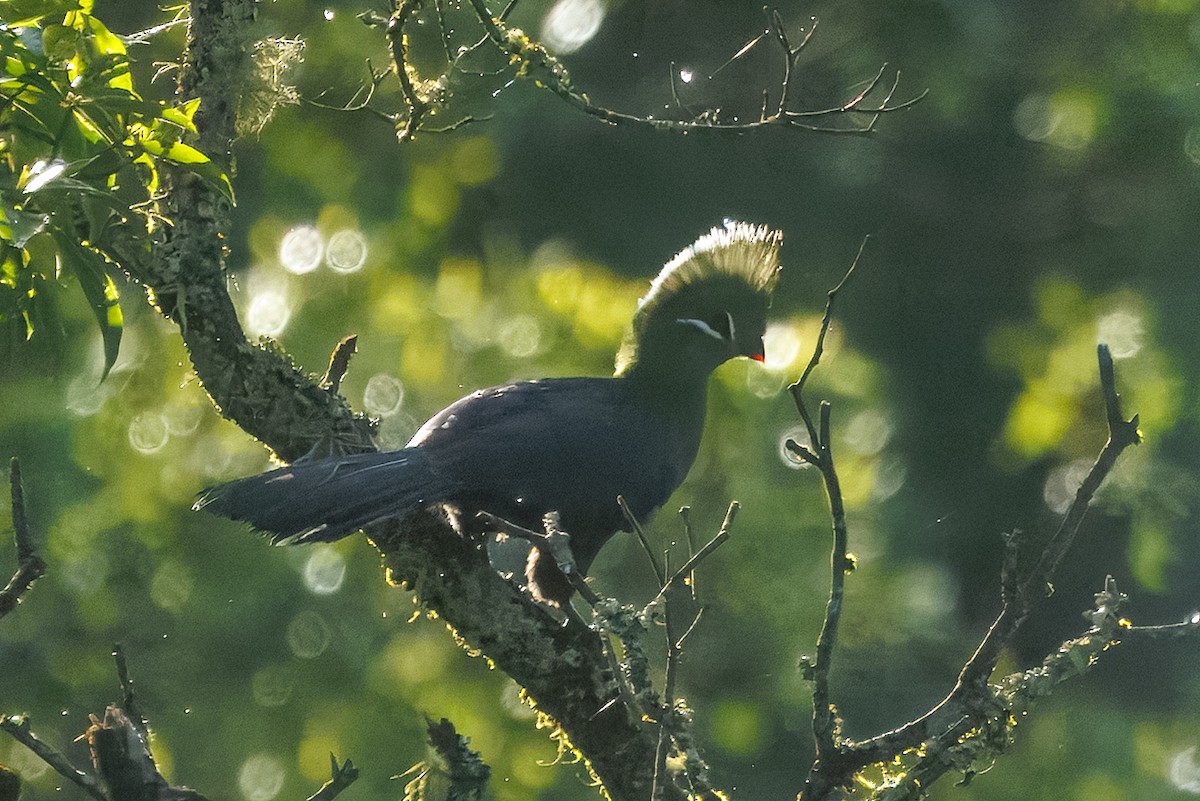 Turaco de Knysna (corythaix) - ML646976086