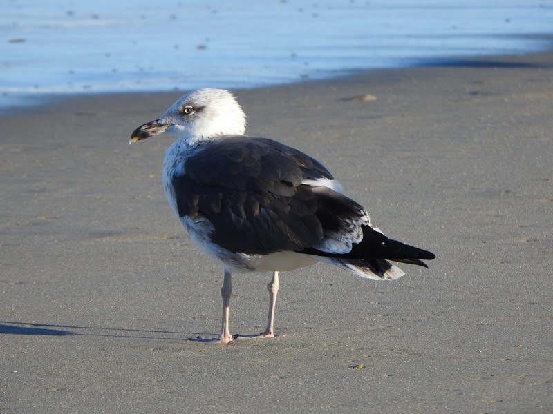 Lesser Black-backed Gull - ML646976088