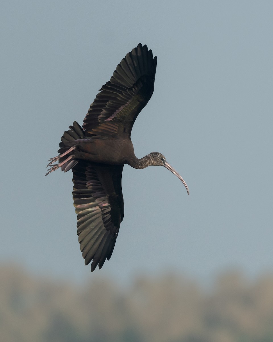 Ibis falcinelle - ML646976089