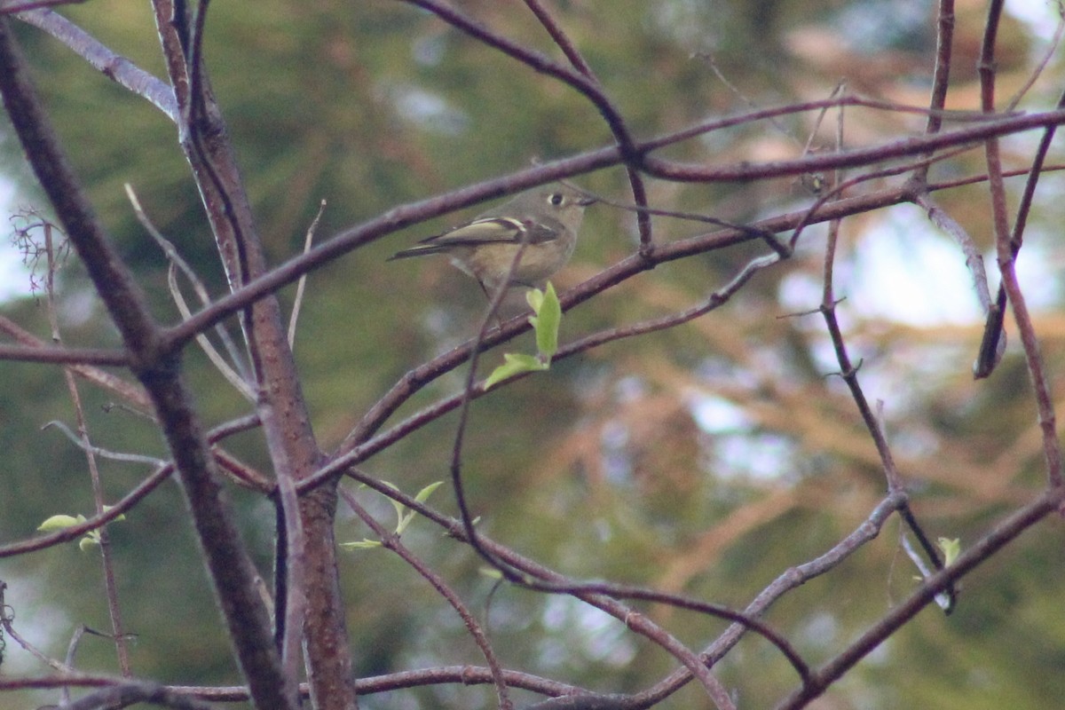 Ruby-crowned Kinglet - ML646976093