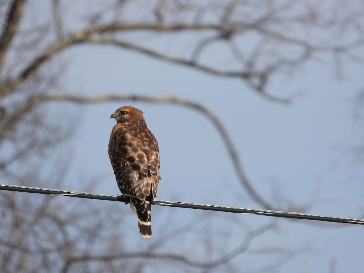 káně páskovaná - ML646976095