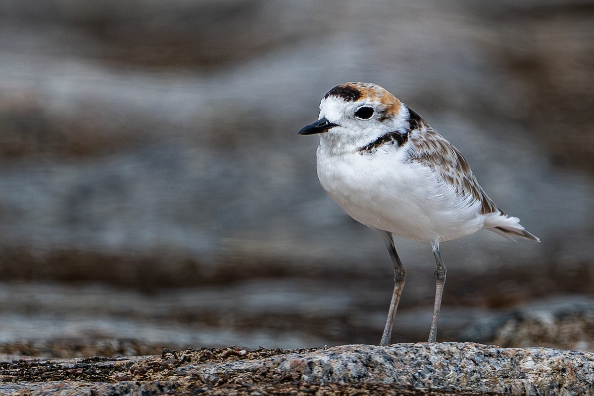 Malaysian Plover - ML646976096