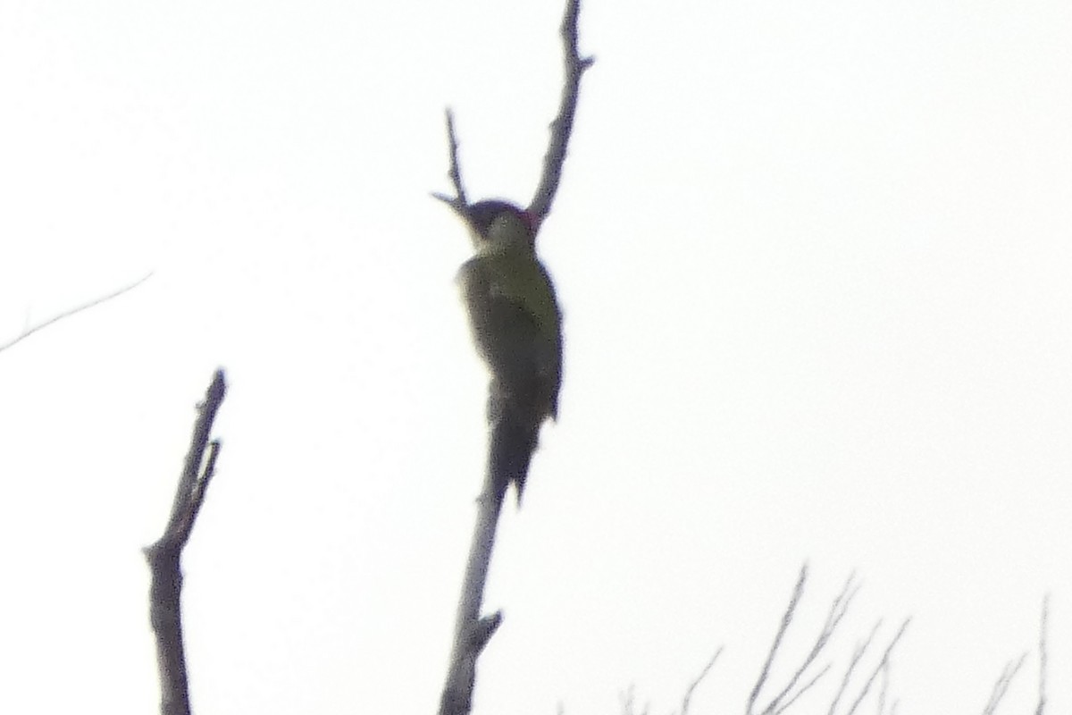 נקר ירוק - ML646976097