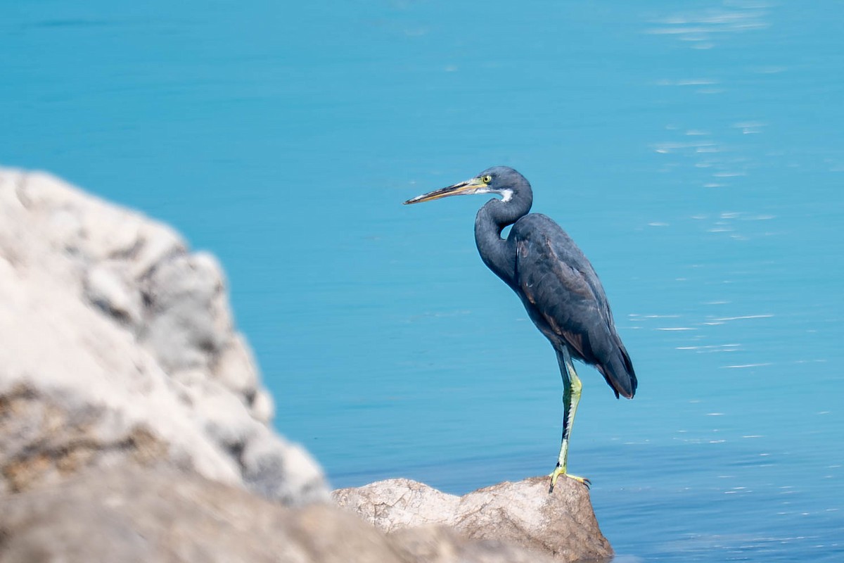 Western Reef-Heron - ML646976100