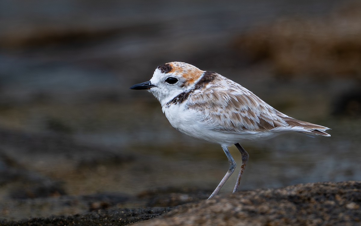 Malaysian Plover - ML646976101