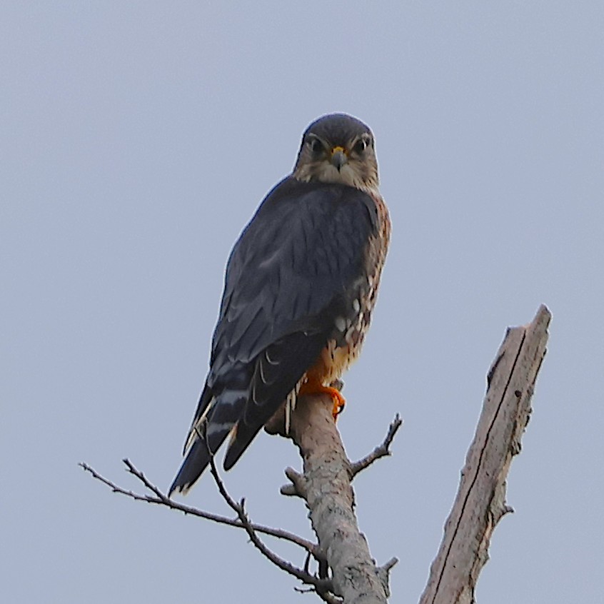 dřemlík tundrový - ML646976102