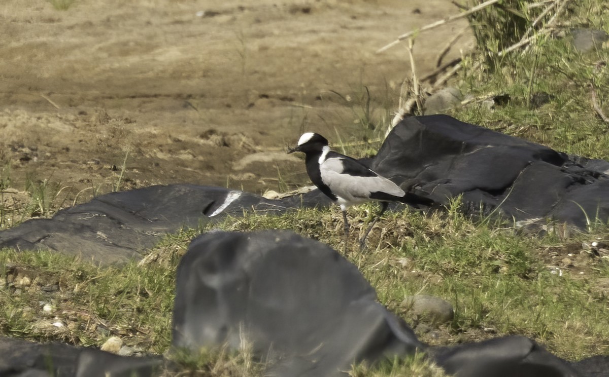 Blacksmith Lapwing - ML646976103