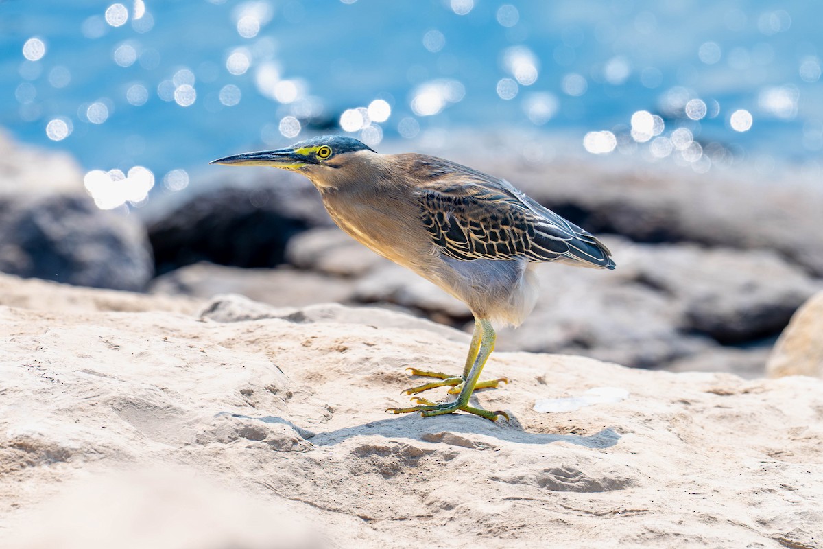 Little Heron - ML646976104