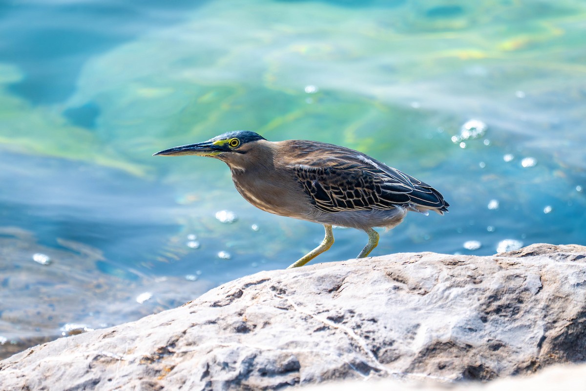 Little Heron - ML646976105