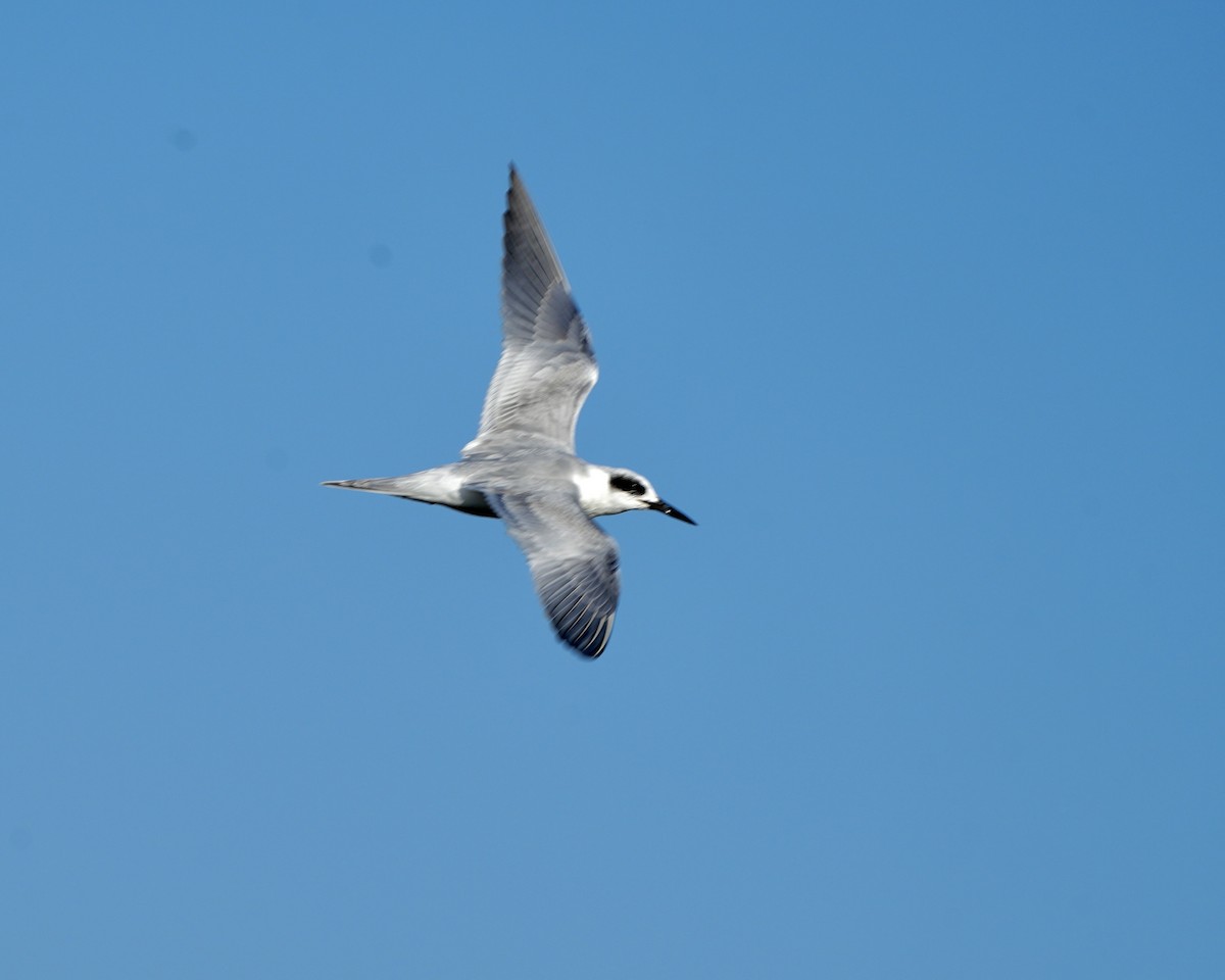 Forster txenada - ML646976107