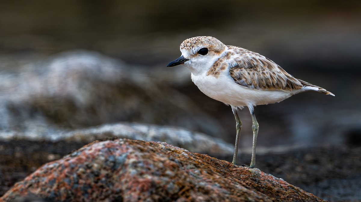 Malaysian Plover - ML646976108