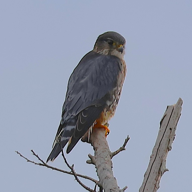 dřemlík tundrový - ML646976109