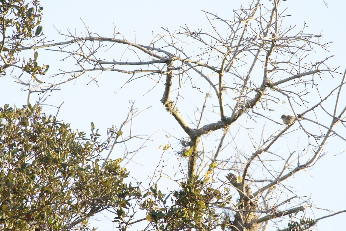 Çam Ötleğeni - ML646976111