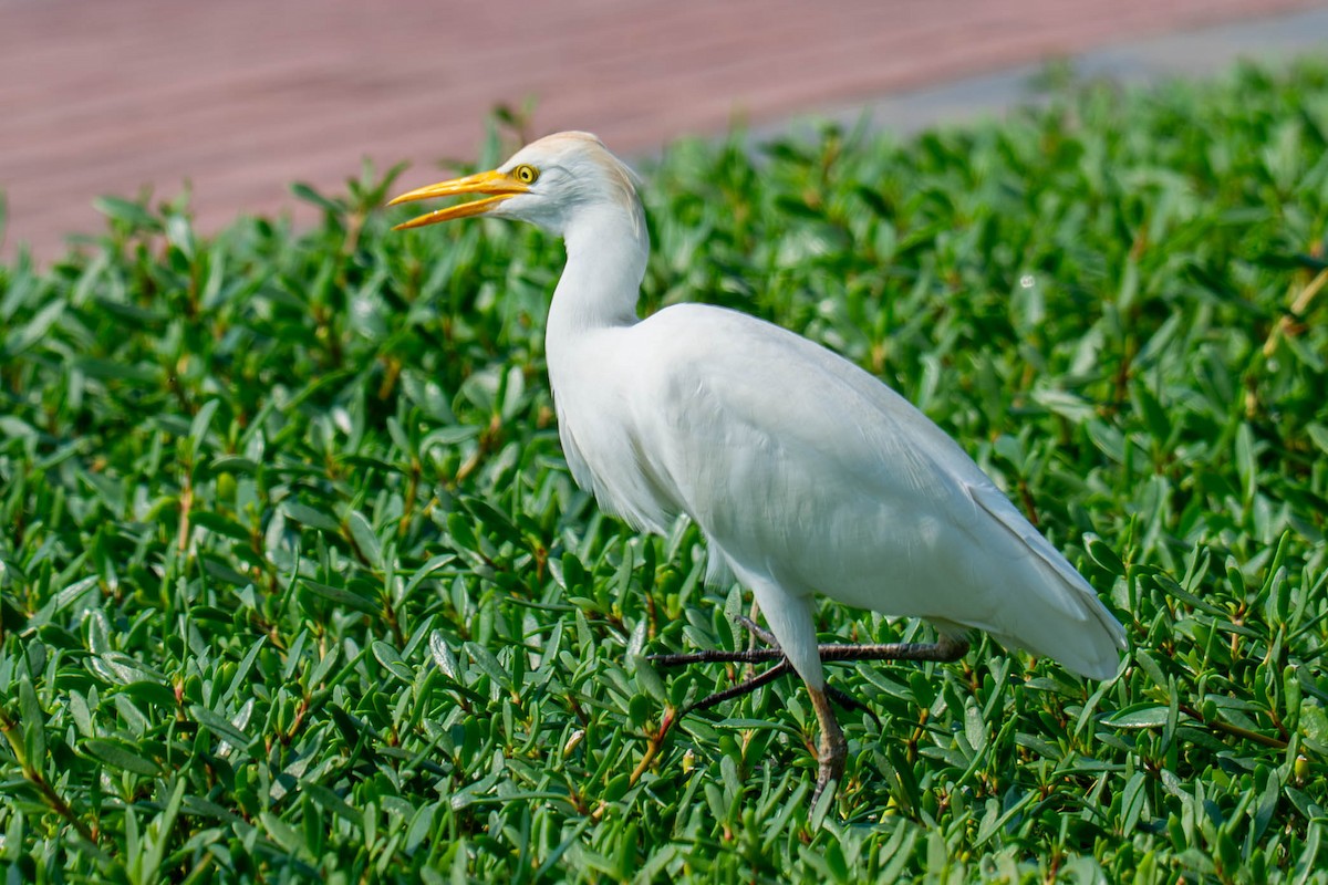 Western Cattle-Egret - ML646976114