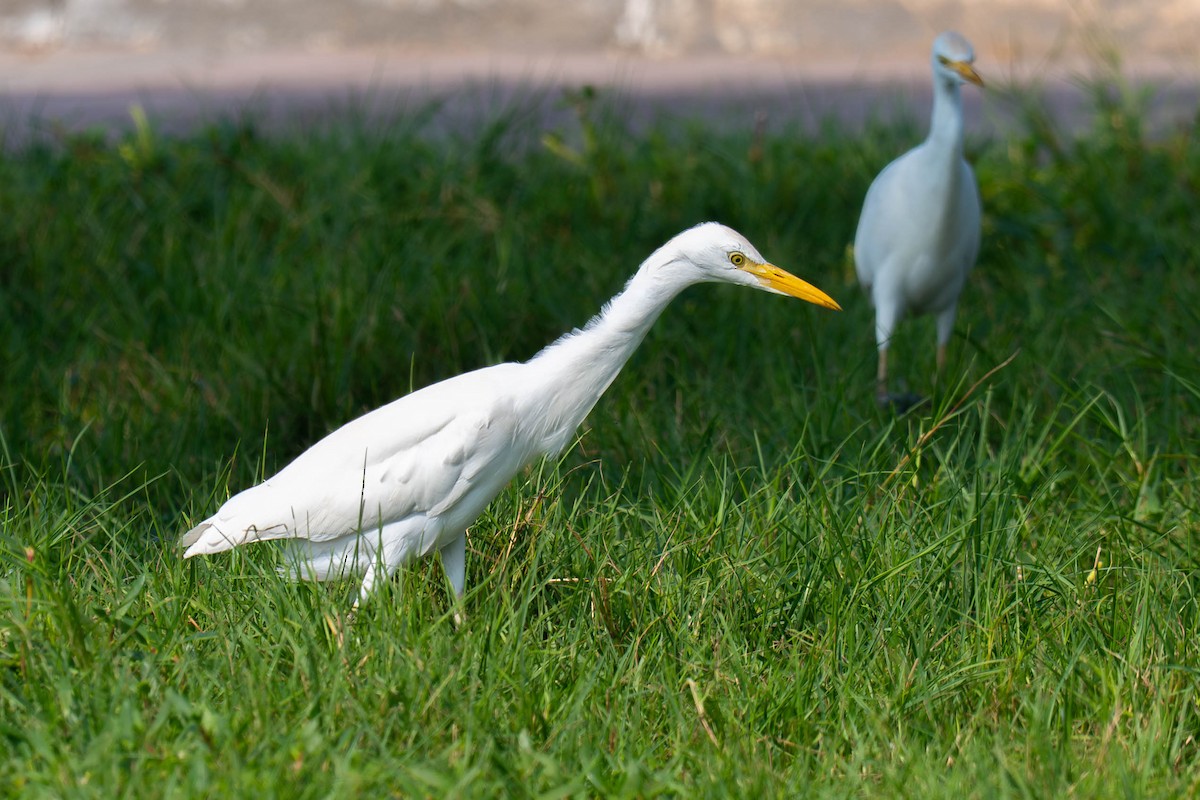 Western Cattle-Egret - ML646976115