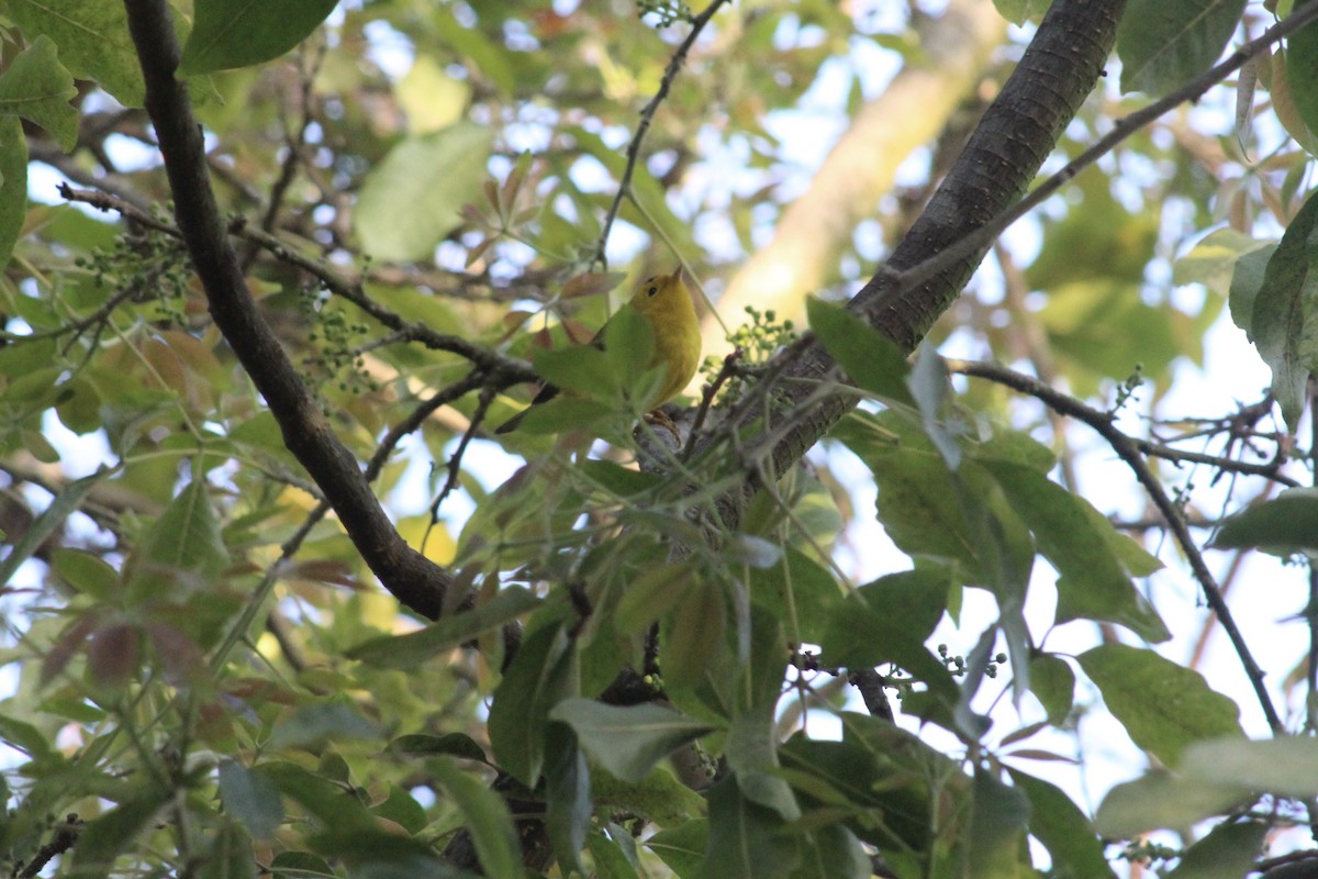 Wilson's Warbler - ML646976117