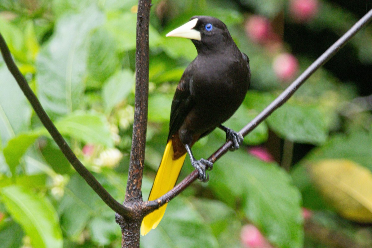 Crested Oropendola - ML646976119